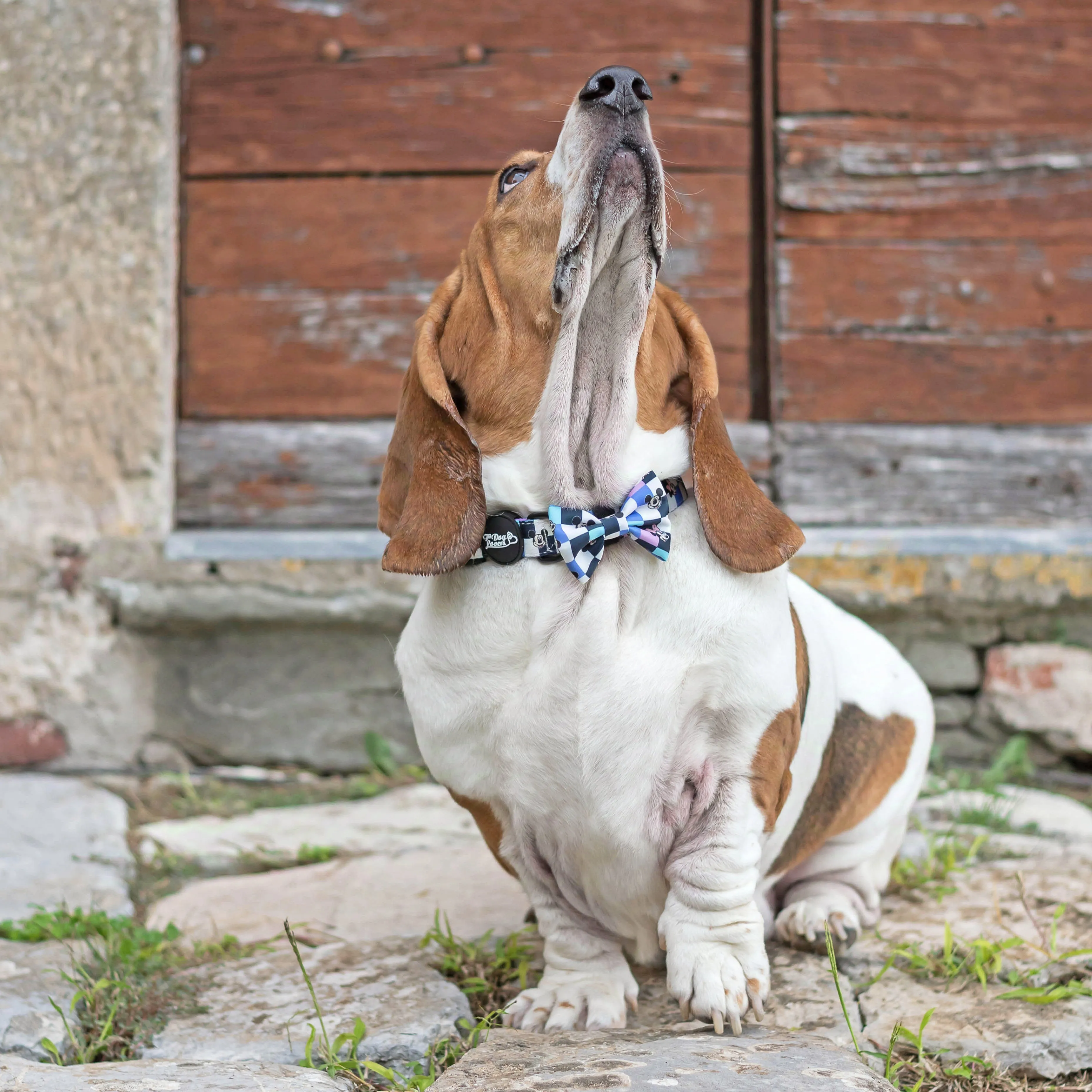 A Little Bit of Magic Dog Collar