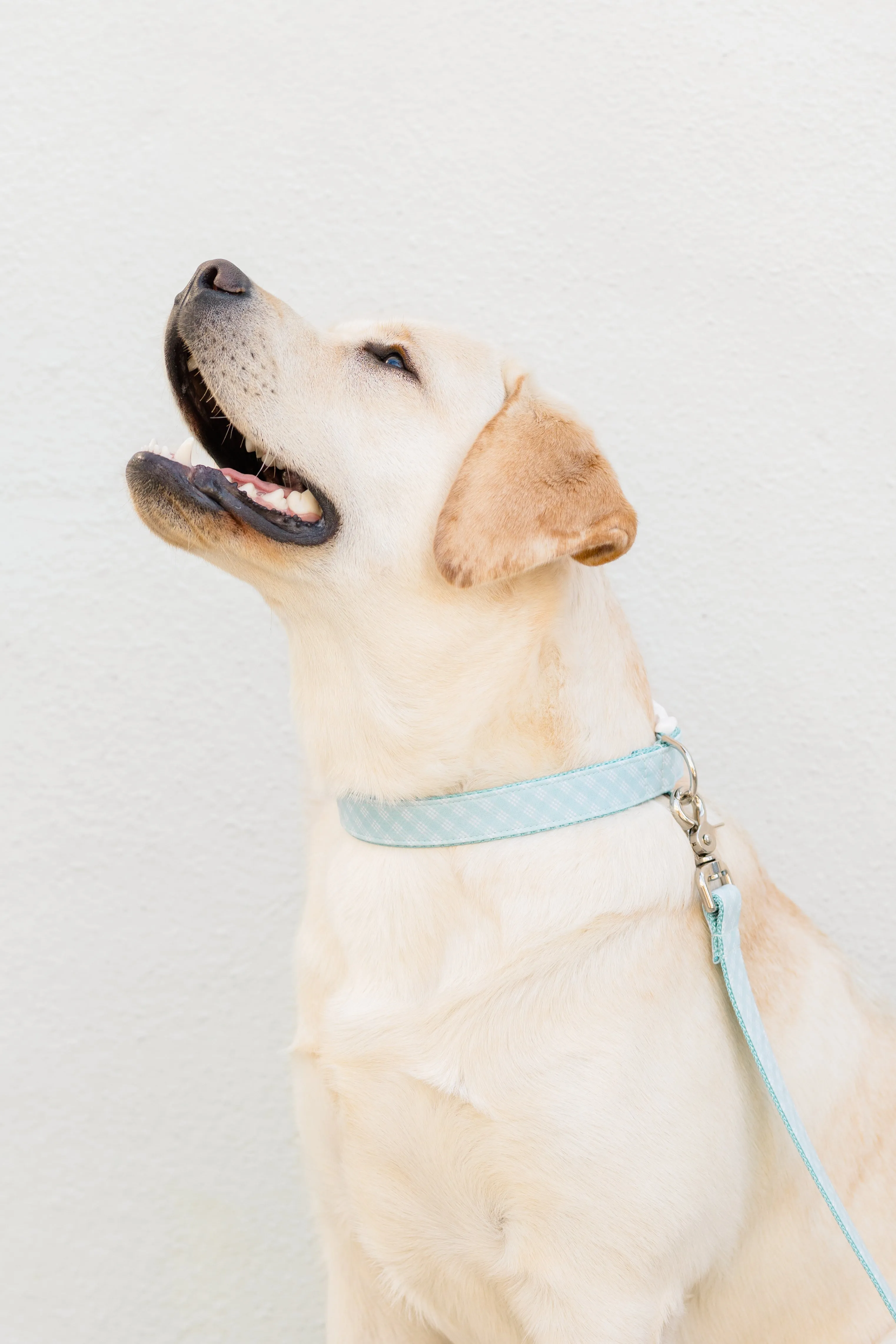 Blue Lattice Dog Collar