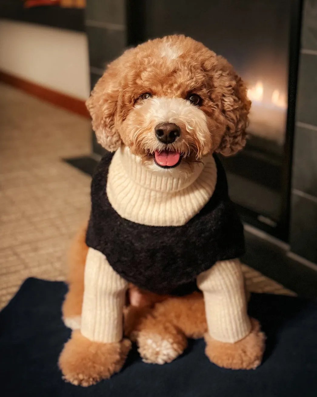Felix Black   Ivory Dog Sweater