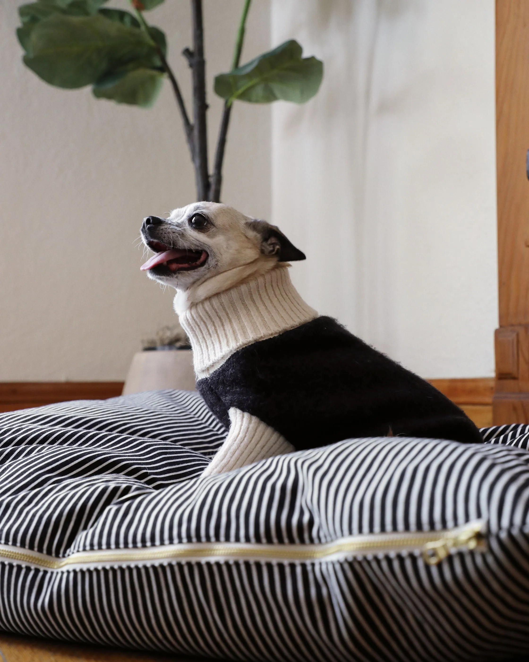 Felix Black   Ivory Dog Sweater