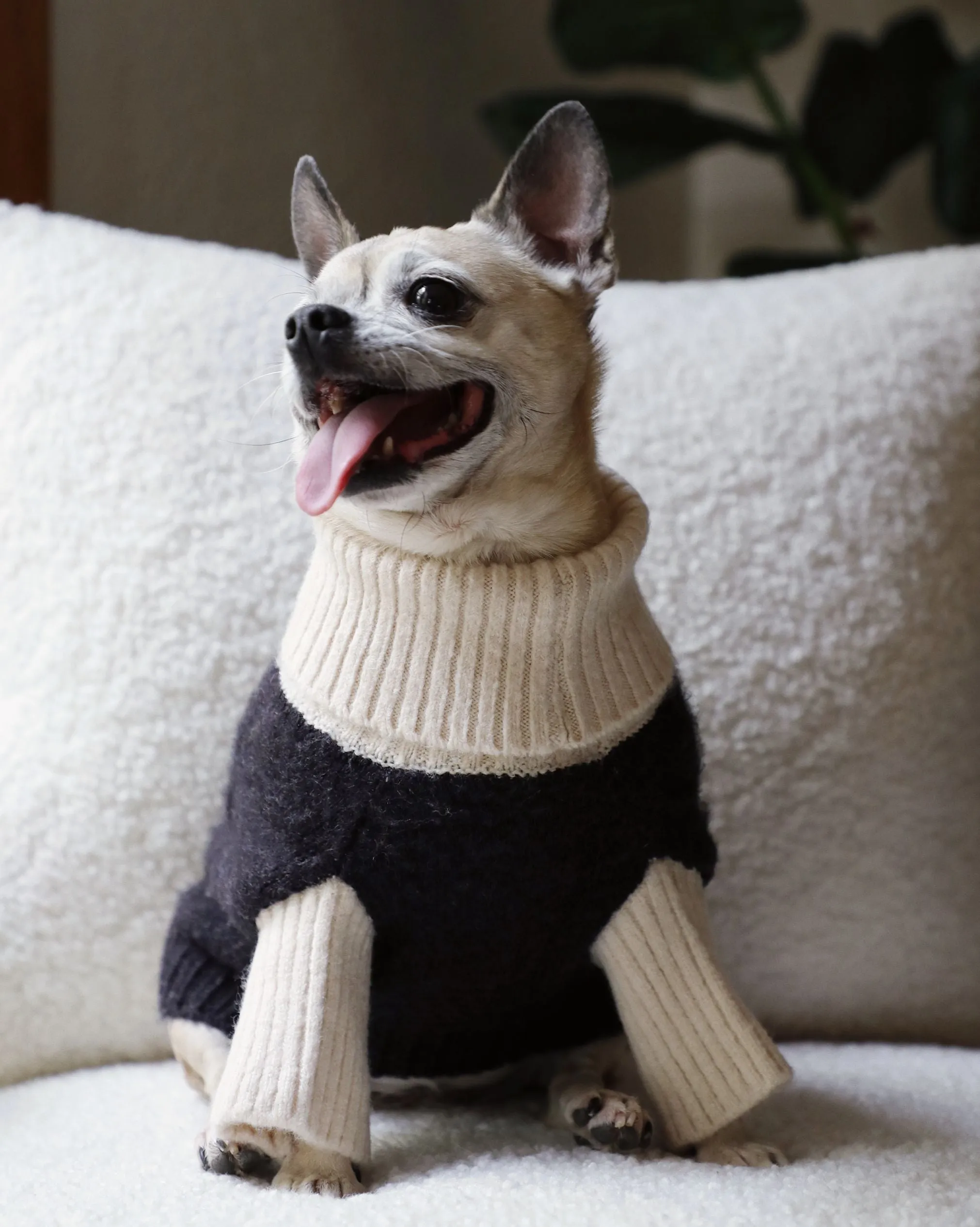 Felix Black   Ivory Dog Sweater