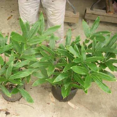 Kuma-Zasa Bamboo