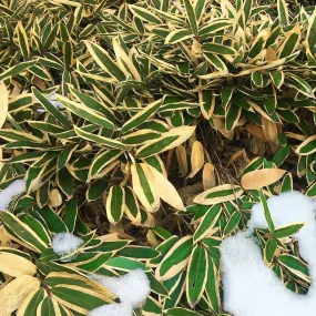 Kuma-Zasa Bamboo