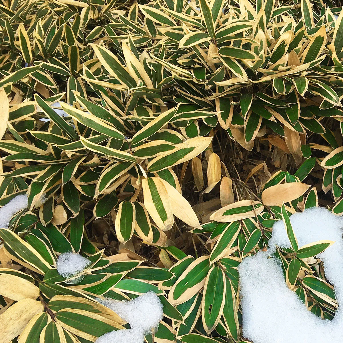 Kuma-Zasa Bamboo