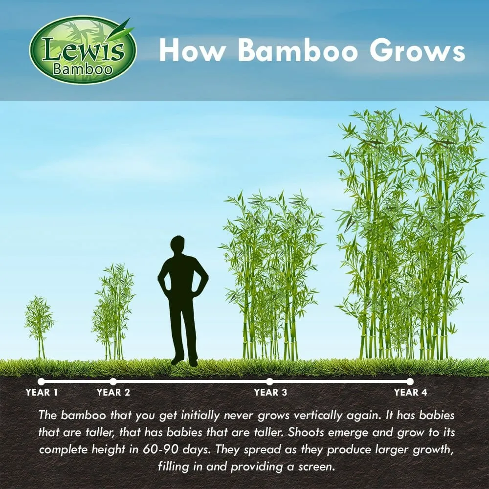 Kuma-Zasa Bamboo